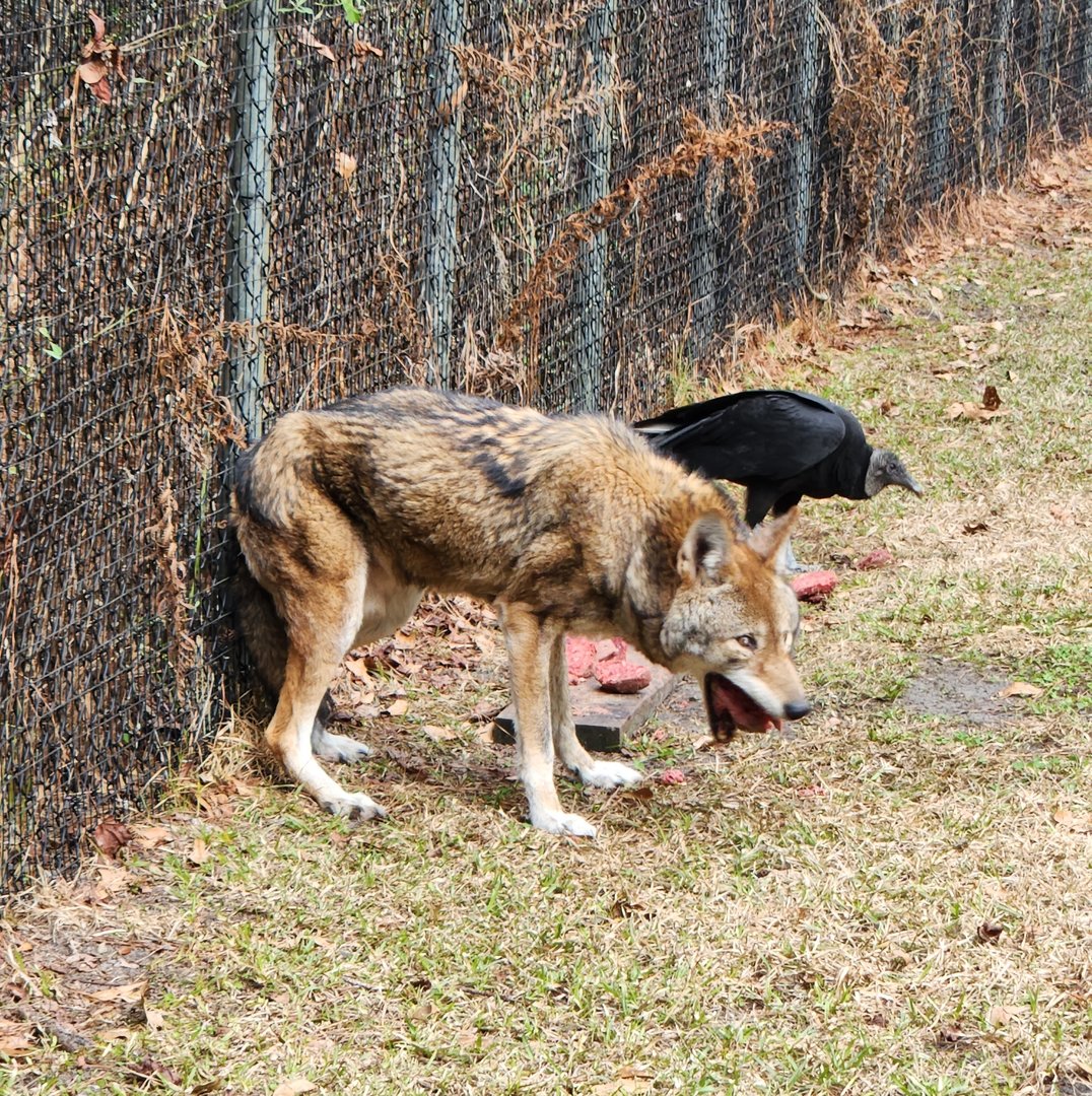 Sewee Center - Red Wolf gobbling lunch