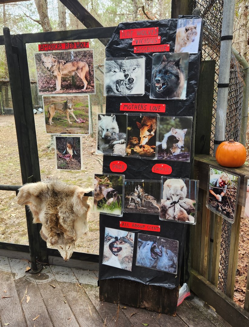 Sewee Center - Red Wolf info