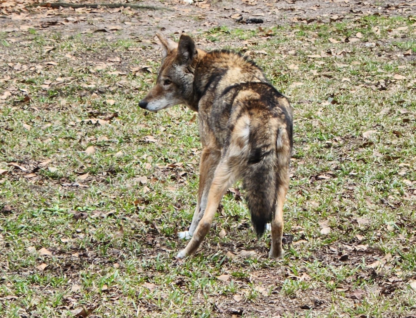 Sewee Center - Red Wolf waiting for lunch
