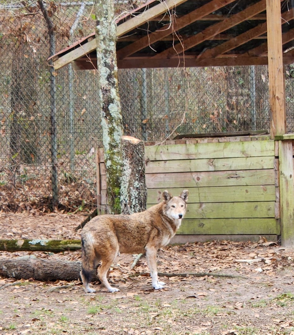 Sewee Center - Red Wolf
