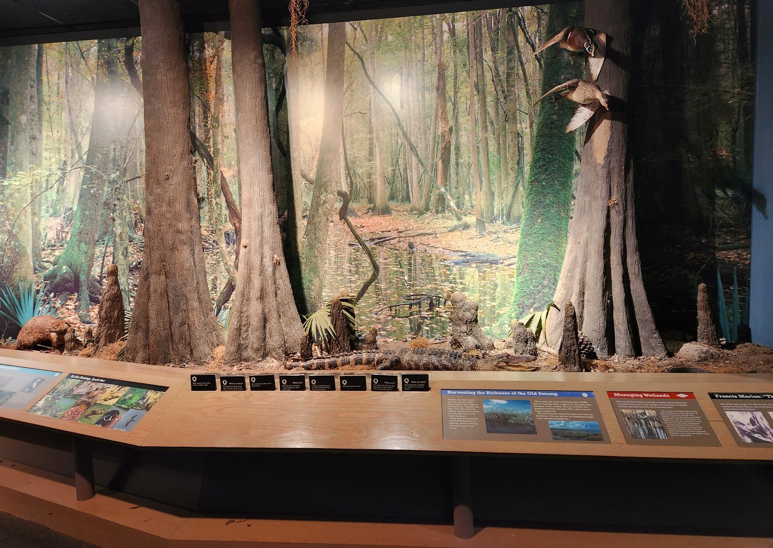 Sewee Center - Swamp diorama
