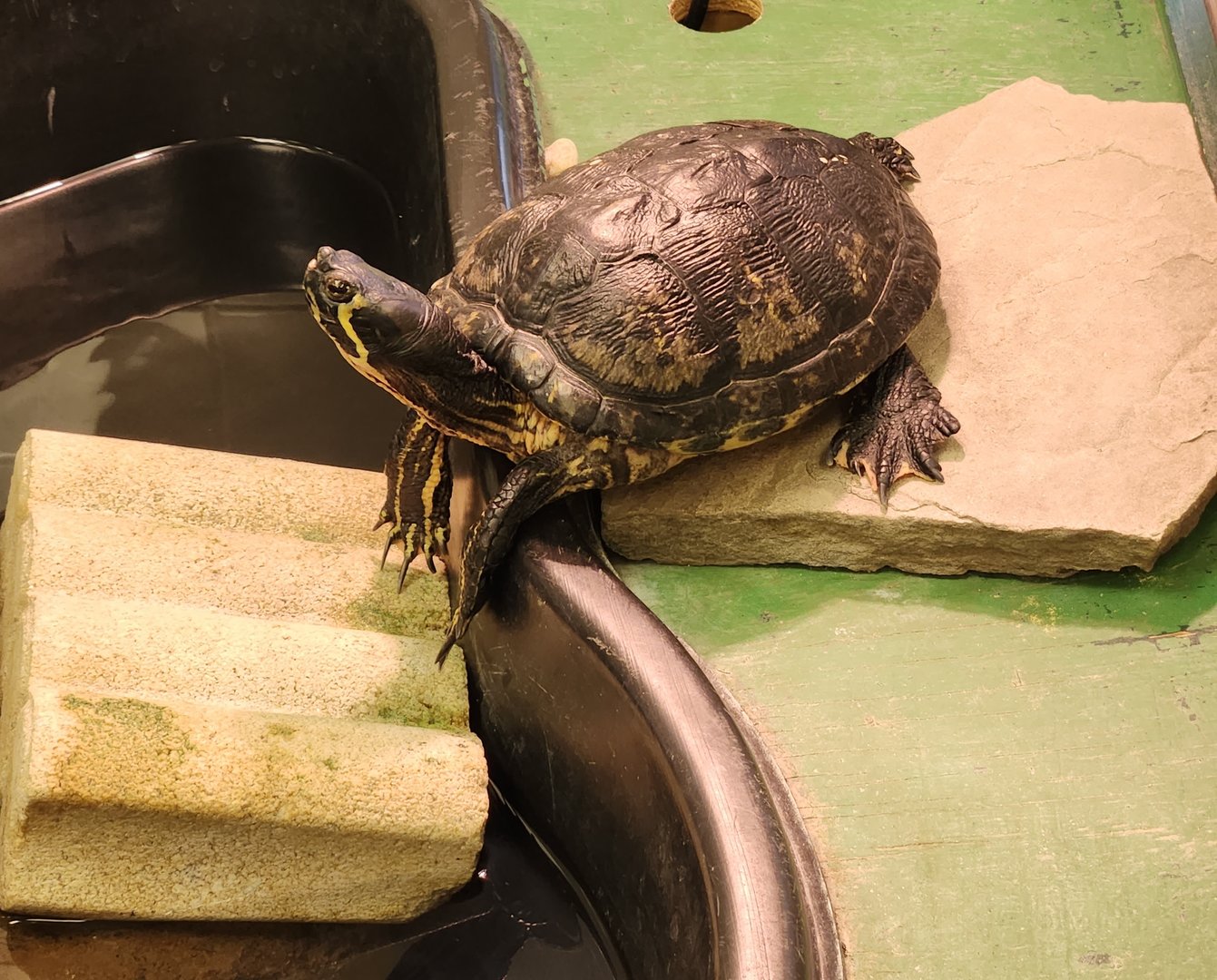 Sewee Center - Yellow-bellied Slider