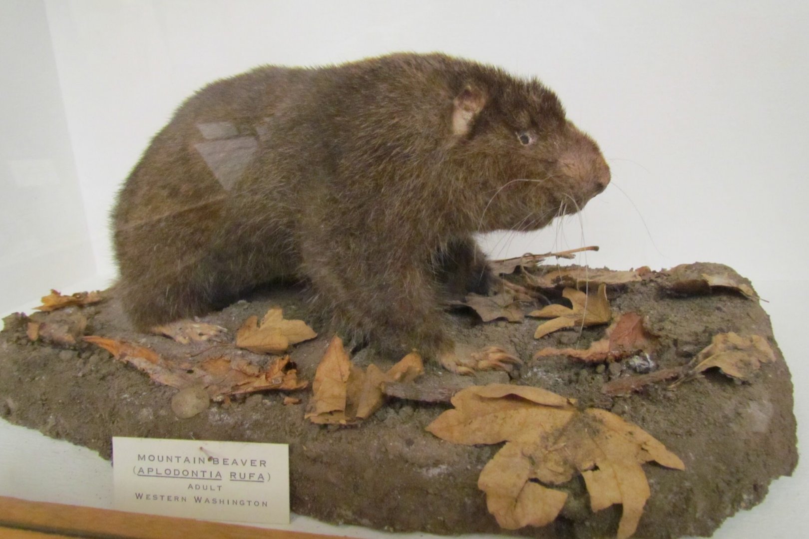 Sewellel (museum specimen)