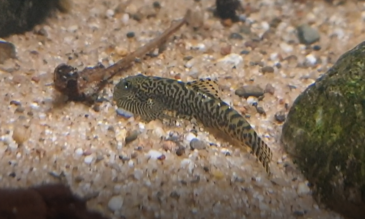 Sewellia breviventralis