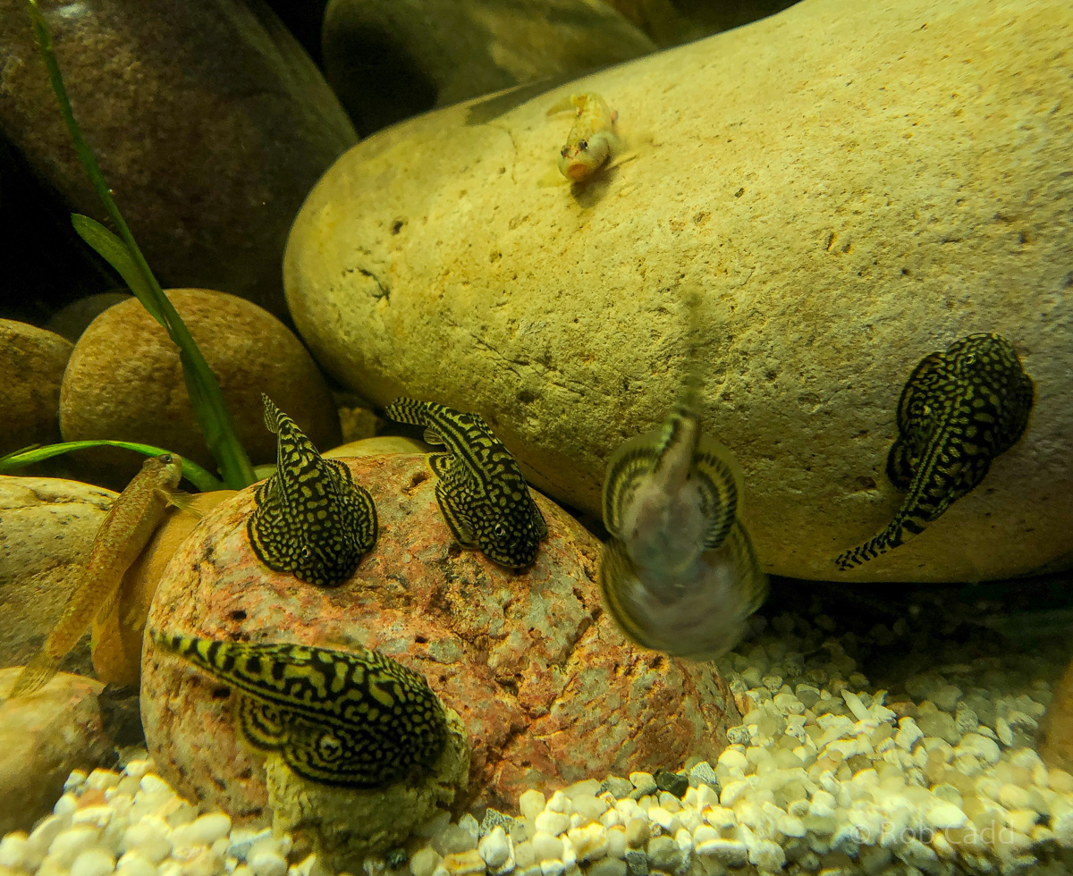 Sewellia lineolata, Rhinogobius duospilus : Whipsnade : 22 Sep 2019