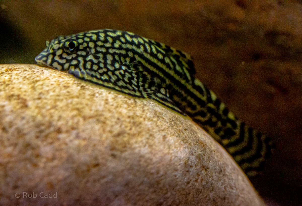 Sewellia lineolata : Whipsnade : 06 Sep 2019