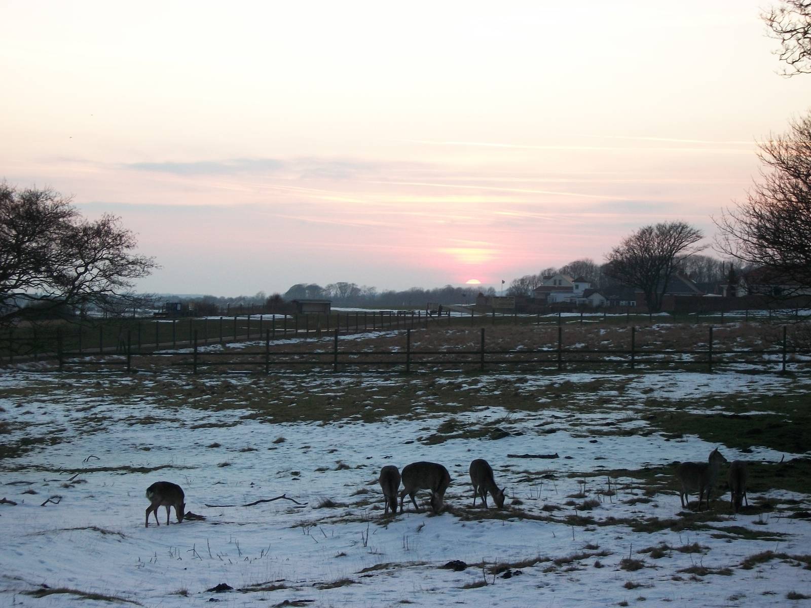 Sewerby cliff top paddock, Formosan Sika Deer 10th February 2012