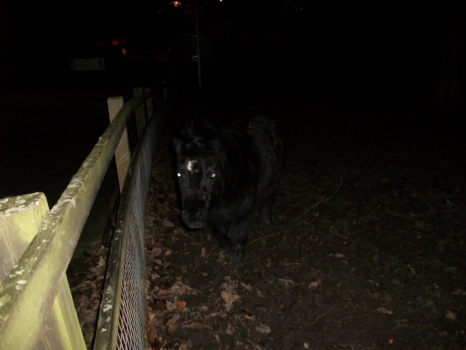 Sewerby Hall and Gardens, first photos of the year 1st January 2013