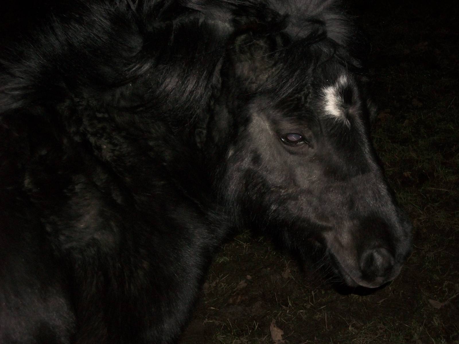 Sewerby Hall and Gardens, first photos of the year 1st January 2013