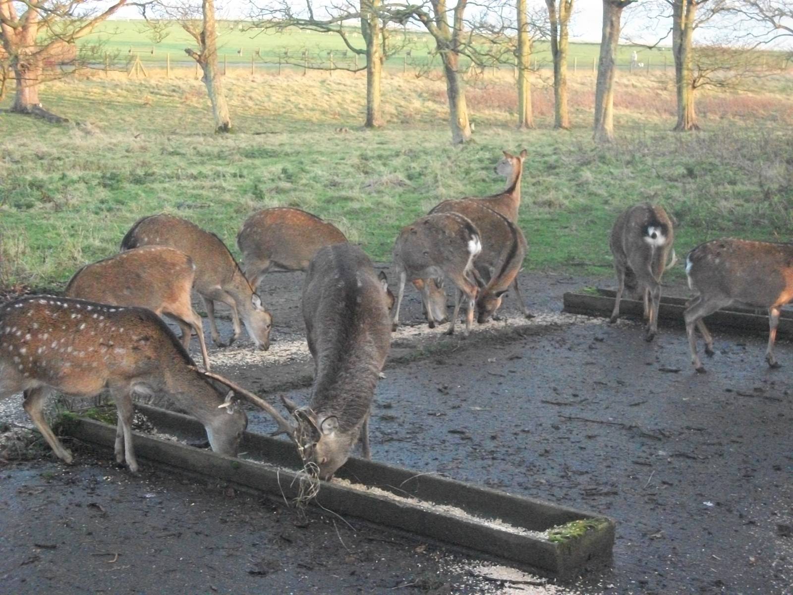Sewerby Hall and Gardens, Formosan Sika Deer 17th November 2012
