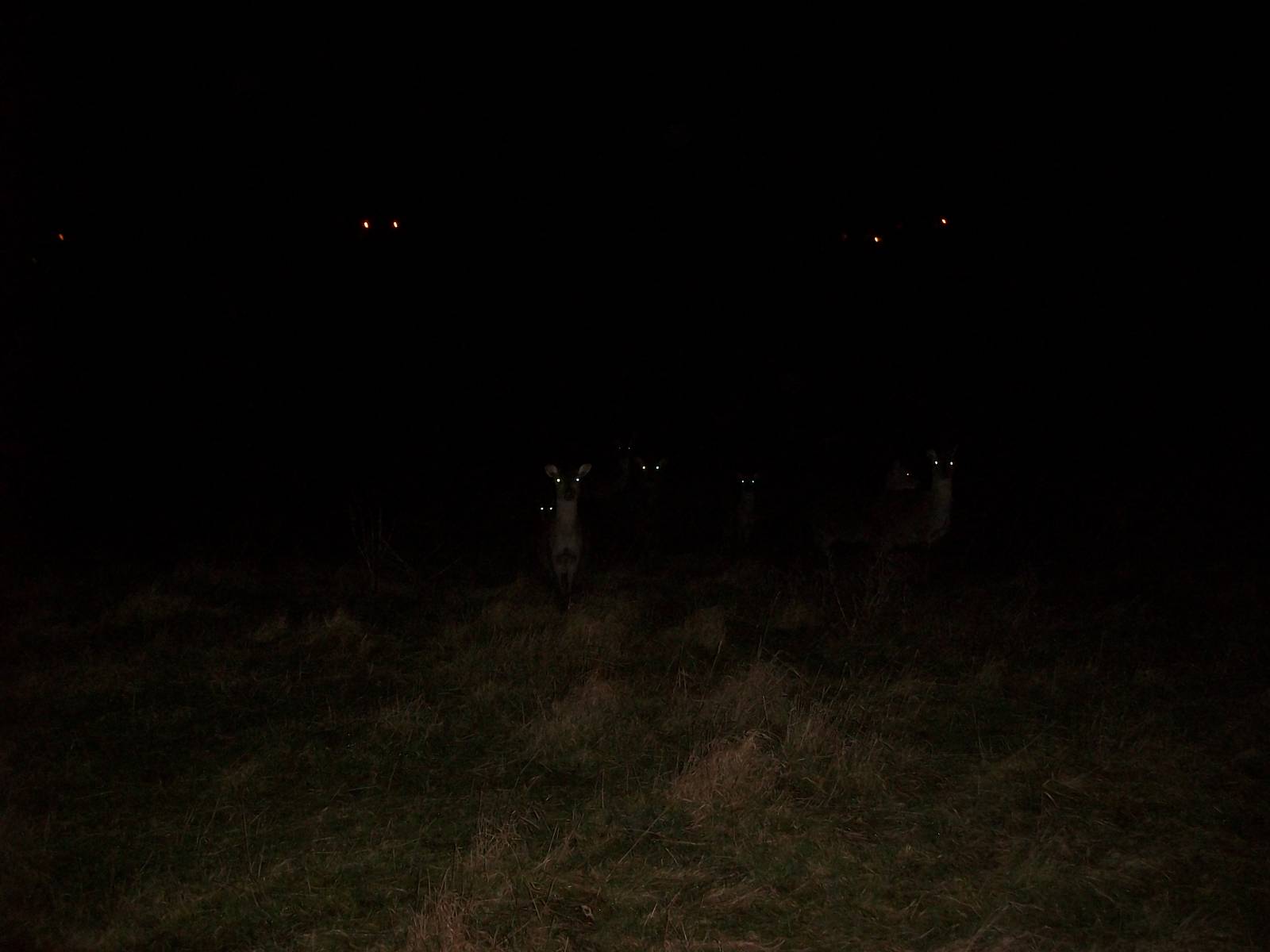 Sewerby Hall and Gardens, Formosan Sika Deer in the clifftop paddock 15th D