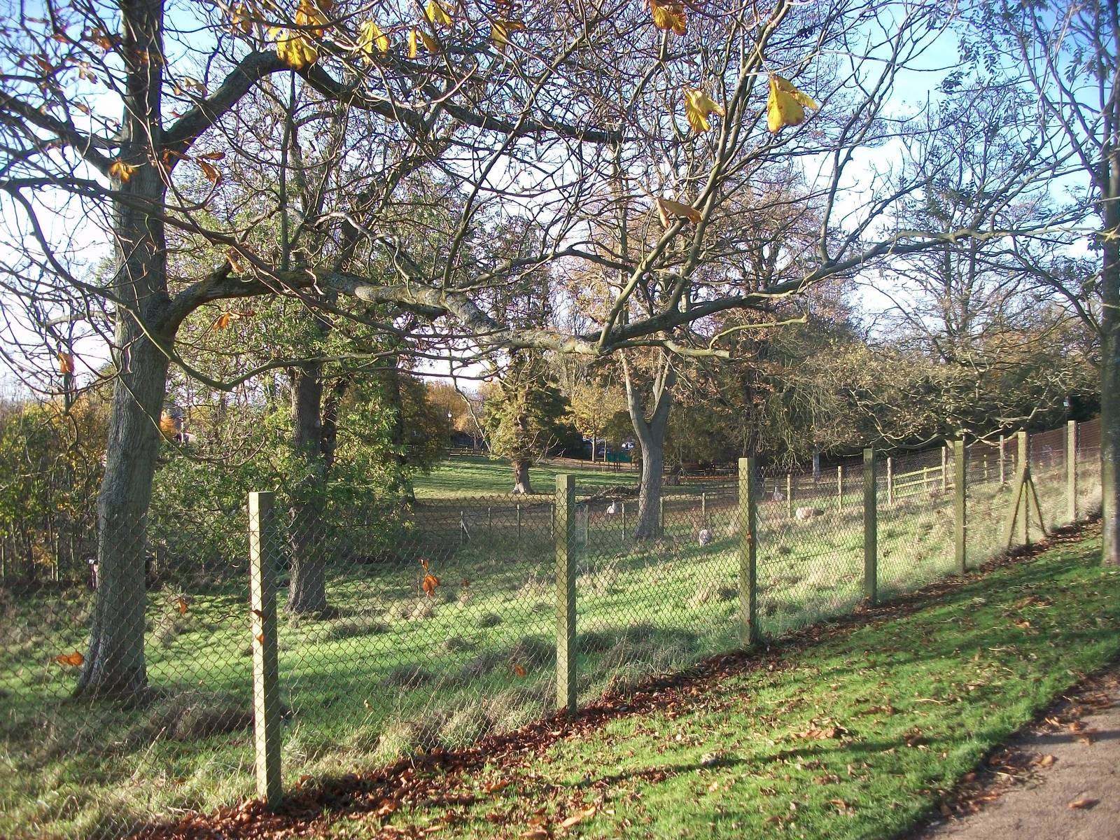 Sewerby Hall and Gardens, paddocks area 11th November 2012