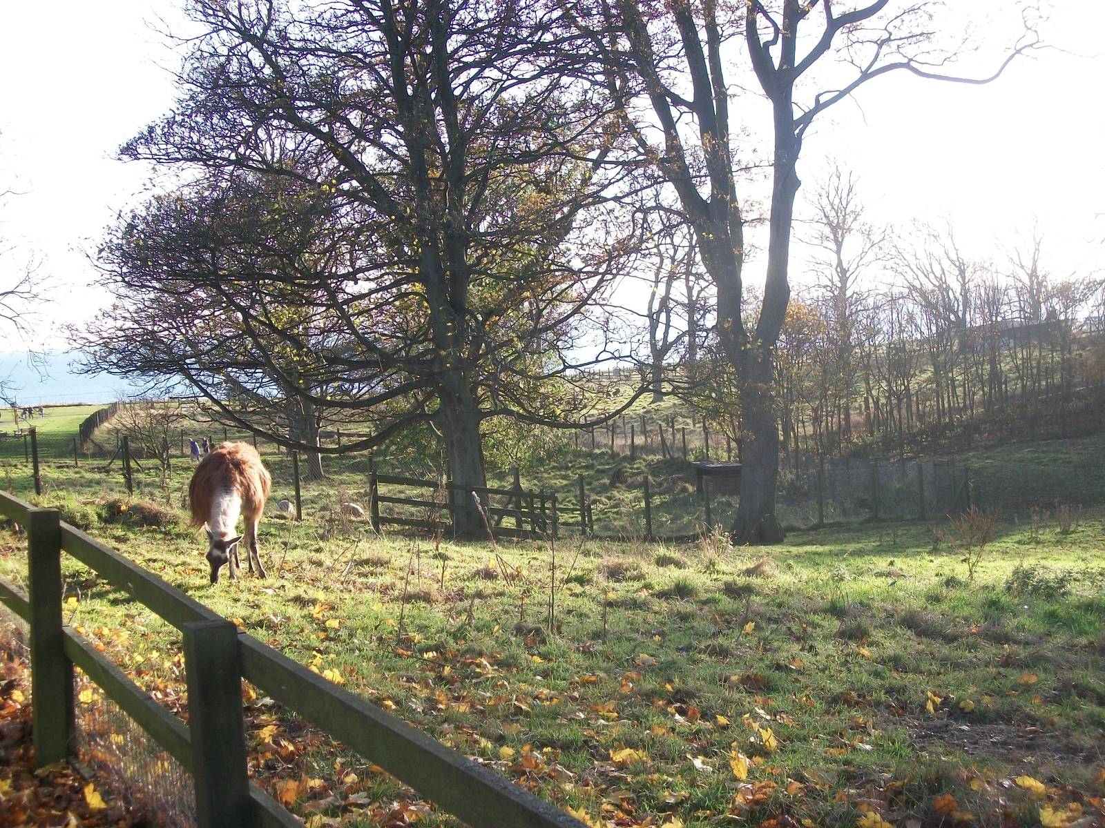 Sewerby Hall and Gardens, paddocks area 11th November 2012