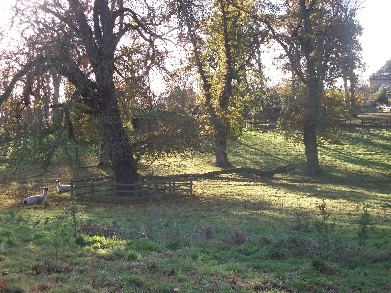 Sewerby Hall and Gardens, paddocks area 11th November 2012