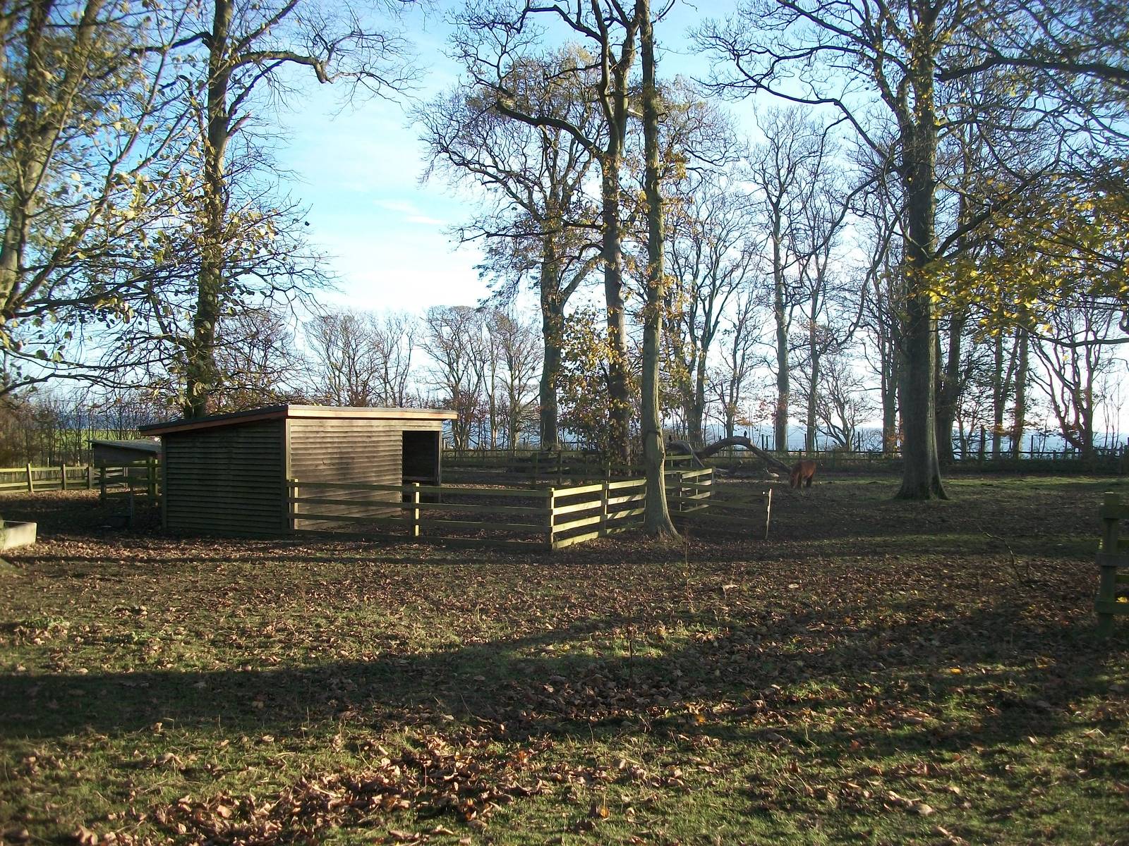 Sewerby Hall and Gardens, paddocks area 11th November 2012