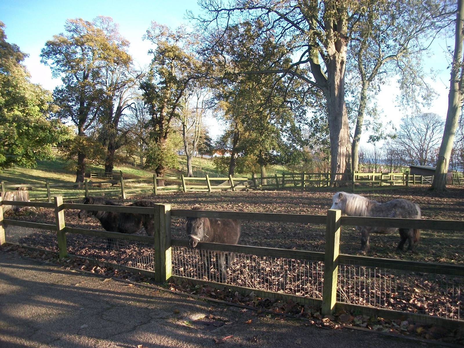 Sewerby Hall and Gardens, paddocks area 11th November 2012