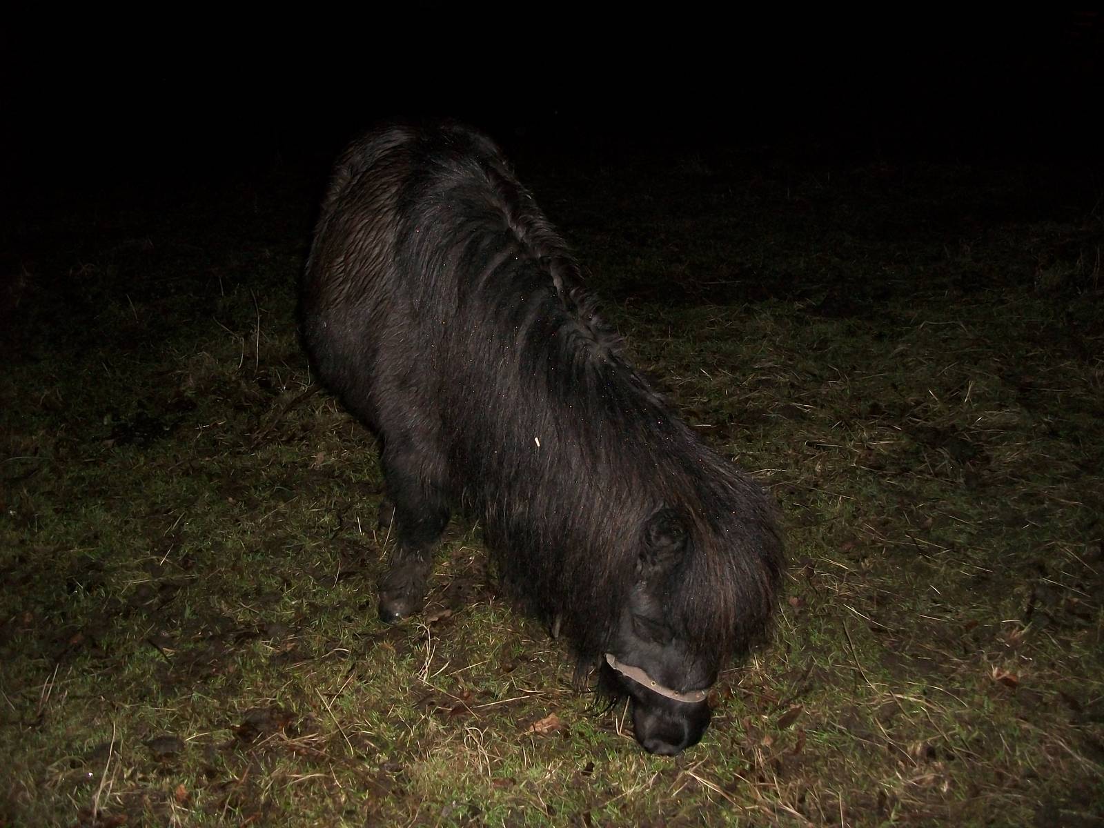 Sewerby Hall and Gardens, Percy 8th February 2013