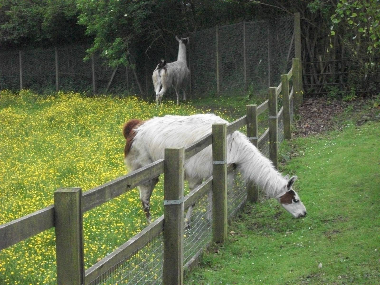 Sewerby Hall and Gardens, The Grass is Always Greener I