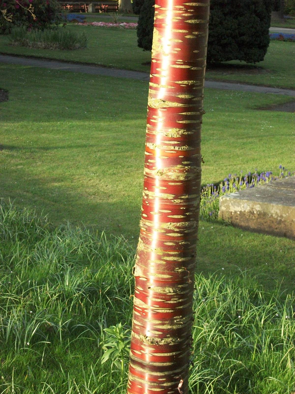 Sewerby Hall and Gardens, tree near zoo