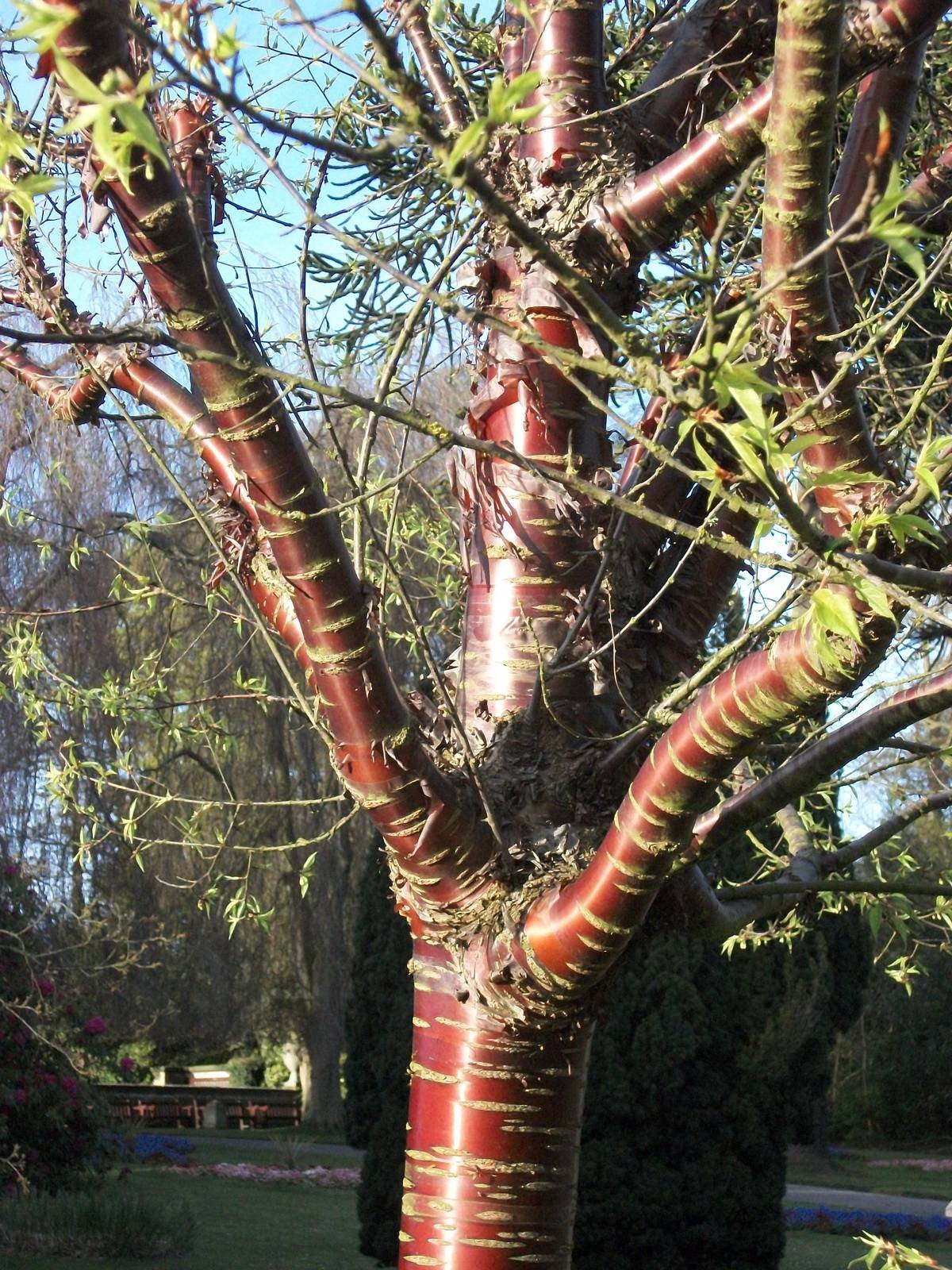 Sewerby Hall and Gardens, tree near zoo