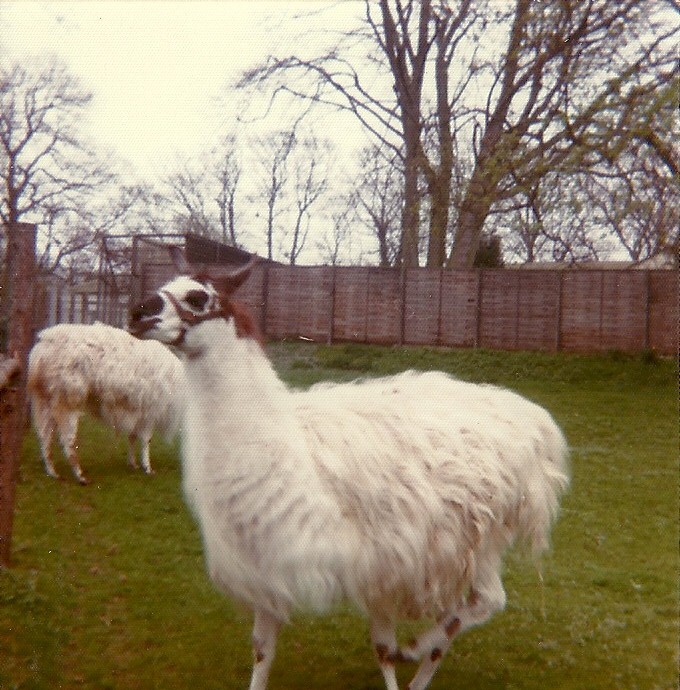Sewerby Zoo 1976