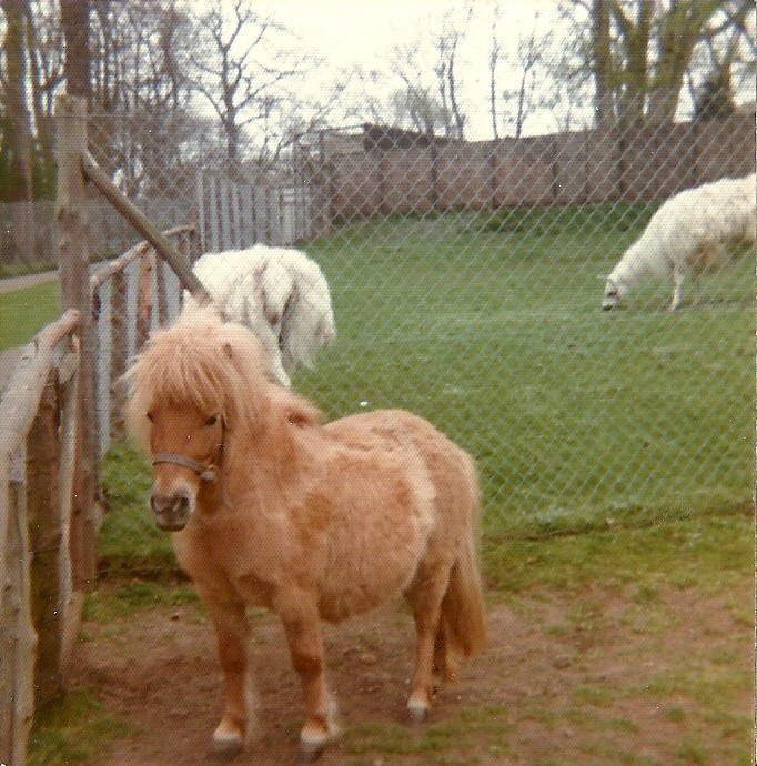 Sewerby Zoo 1976