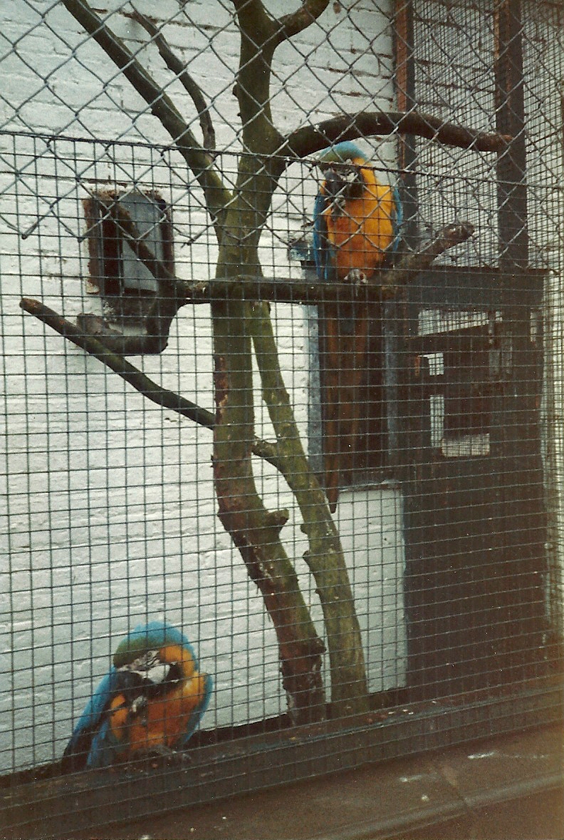 Sewerby Zoo 1985