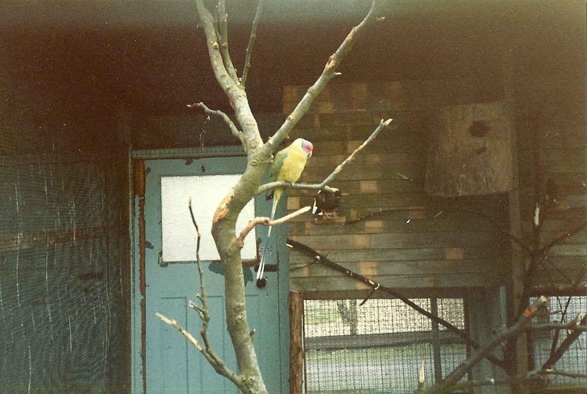 Sewerby Zoo 1985