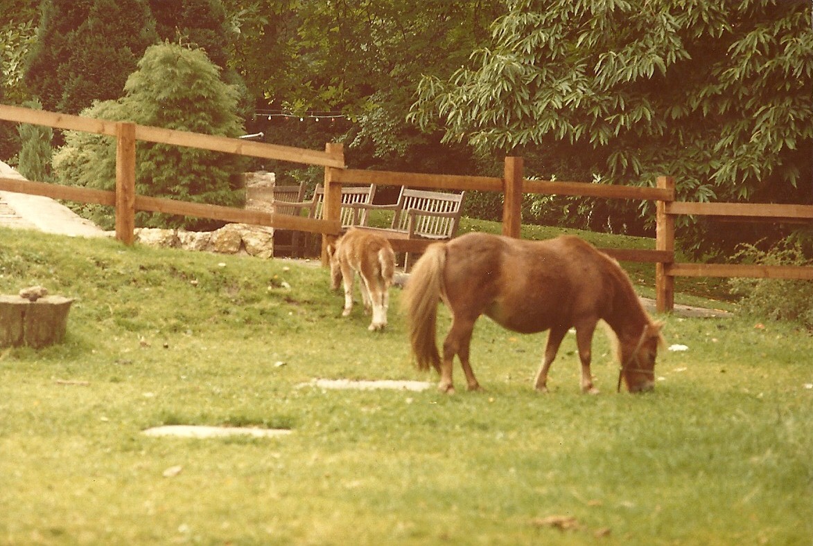 Sewerby Zoo 1985