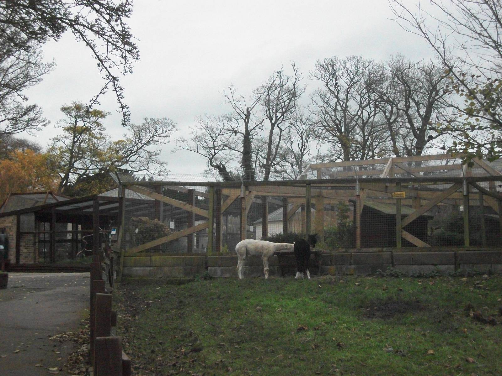 Sewerby Zoo 9th November 2012