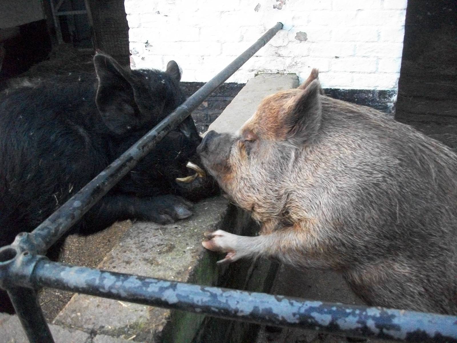 Sewerby Zoo, a barrier to love 9th February 2013