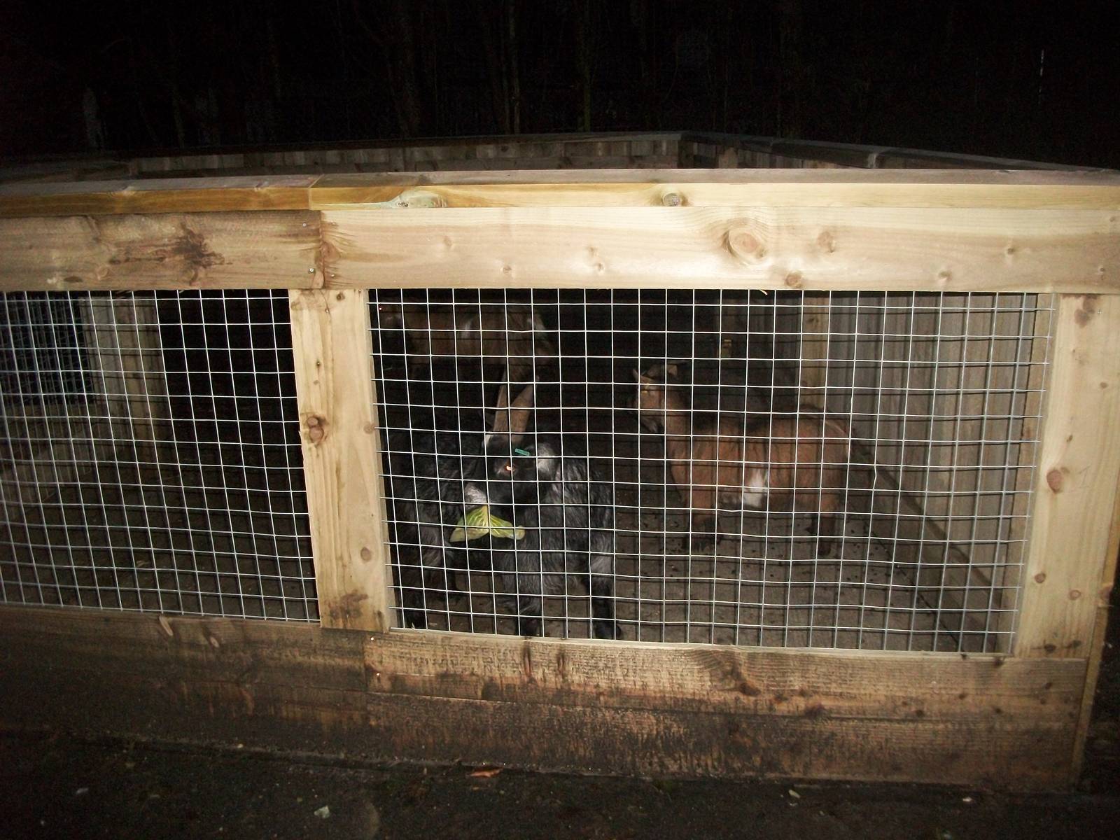 Sewerby Zoo, African animals in the African Farm! 26th December 2012
