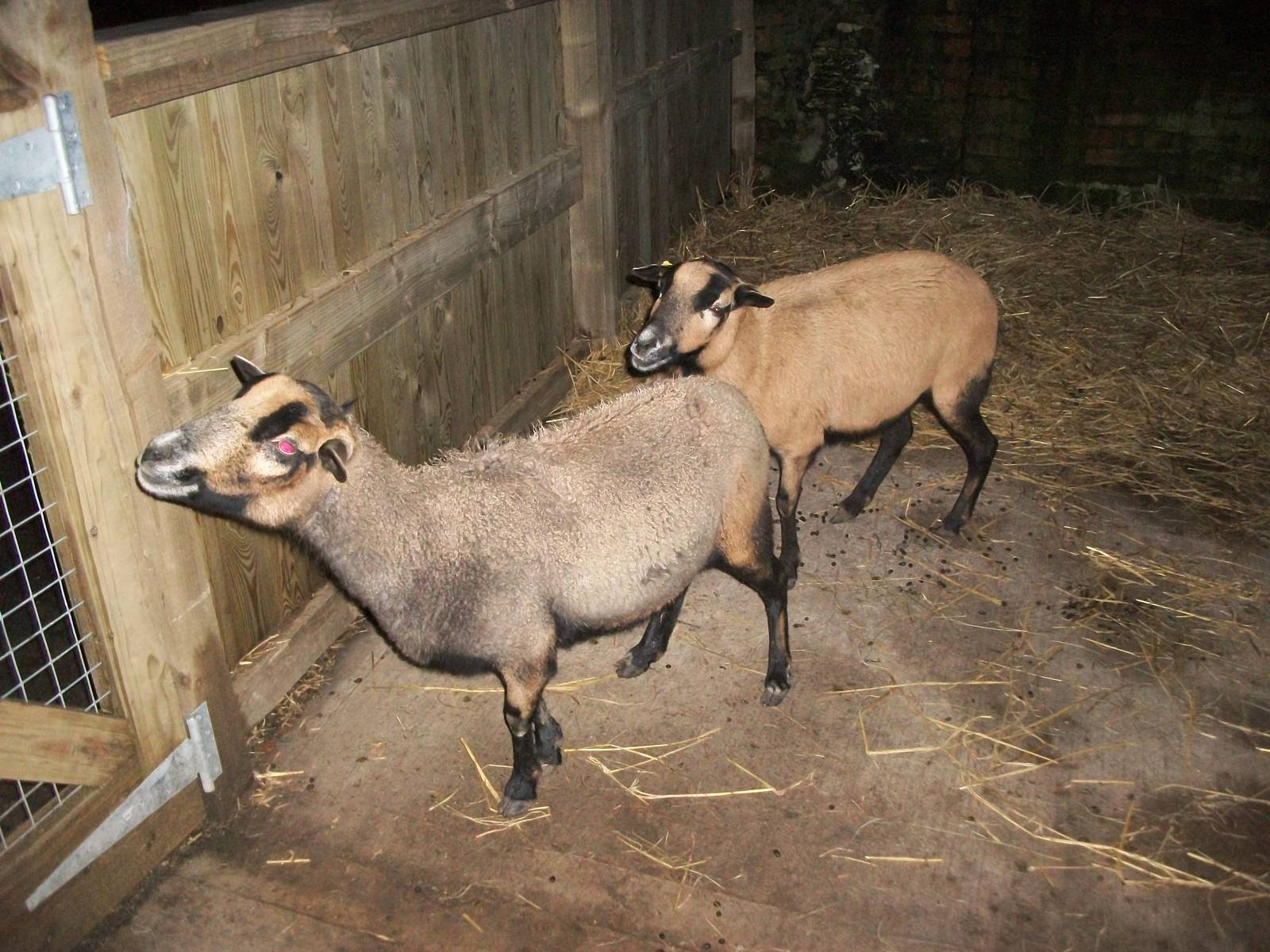 Sewerby Zoo, African animals in the African Farm! 26th December 2012