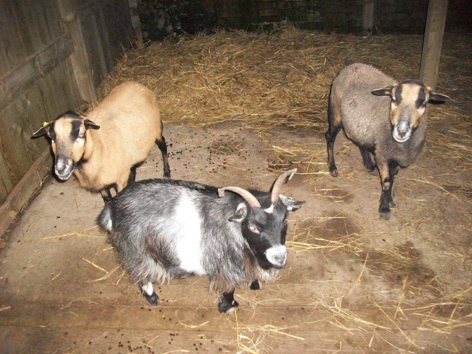 Sewerby Zoo, African animals in the African Farm! 26th December 2012