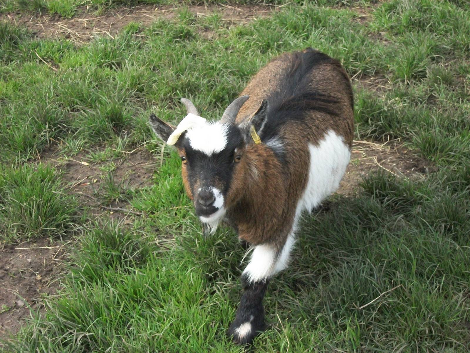 Sewerby Zoo, African Pygmy Goat wearing latex finger 28th April 2012