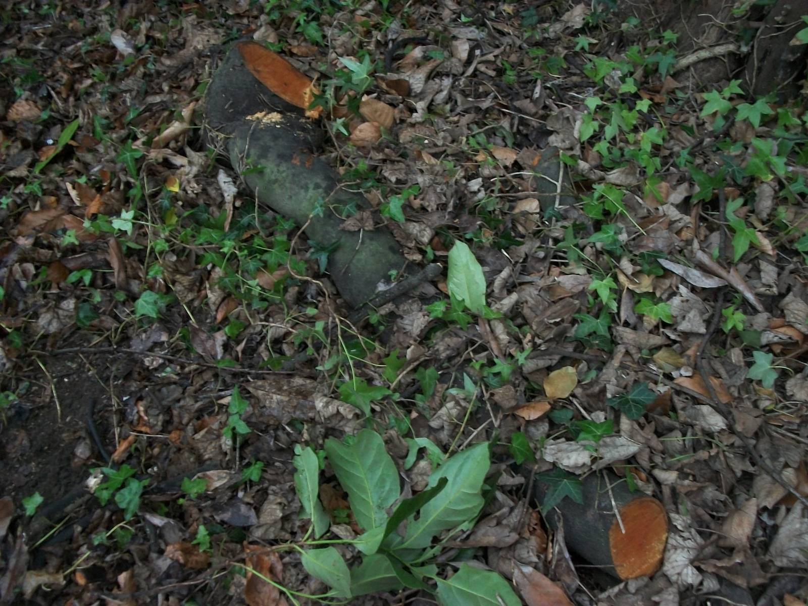 Sewerby Zoo, after Madge II