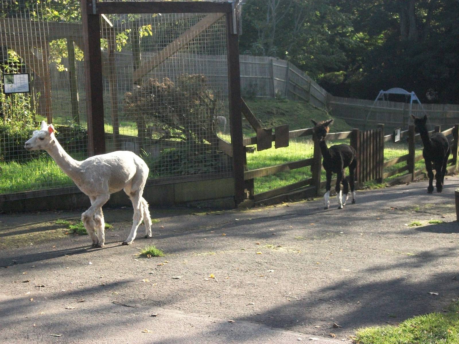 Sewerby Zoo, Alpaca bedtime 6th October 2012