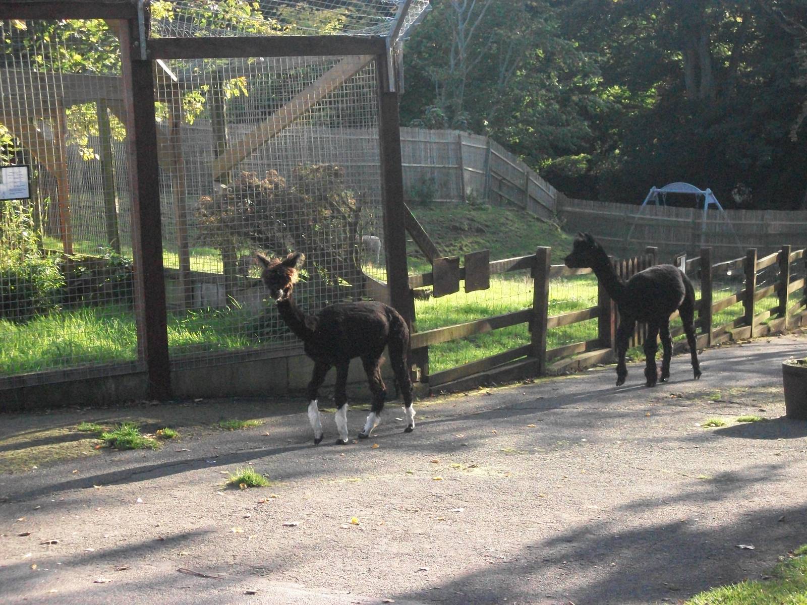 Sewerby Zoo, Alpaca bedtime 6th October 2012