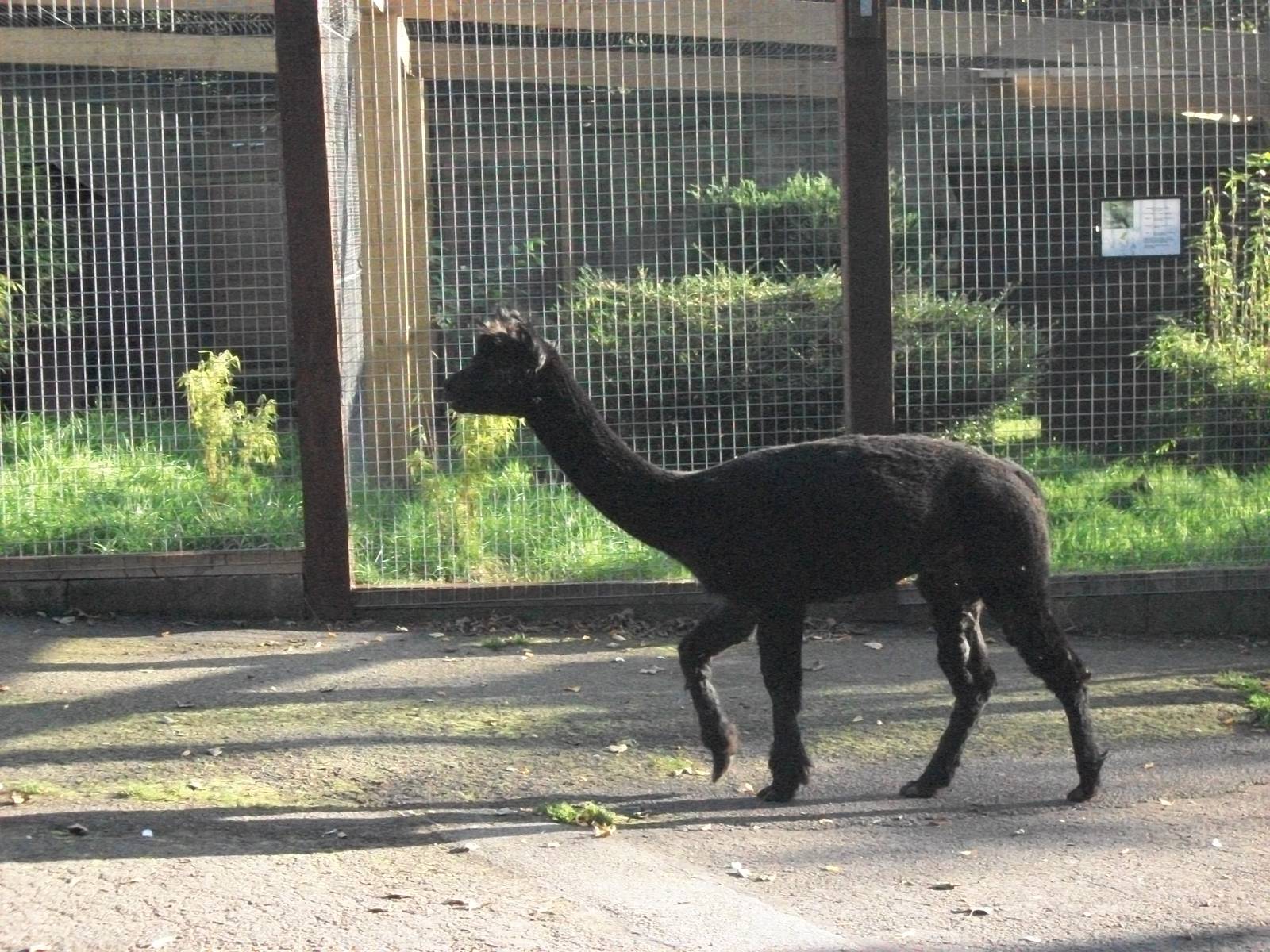 Sewerby Zoo, Alpaca bedtime 6th October 2012