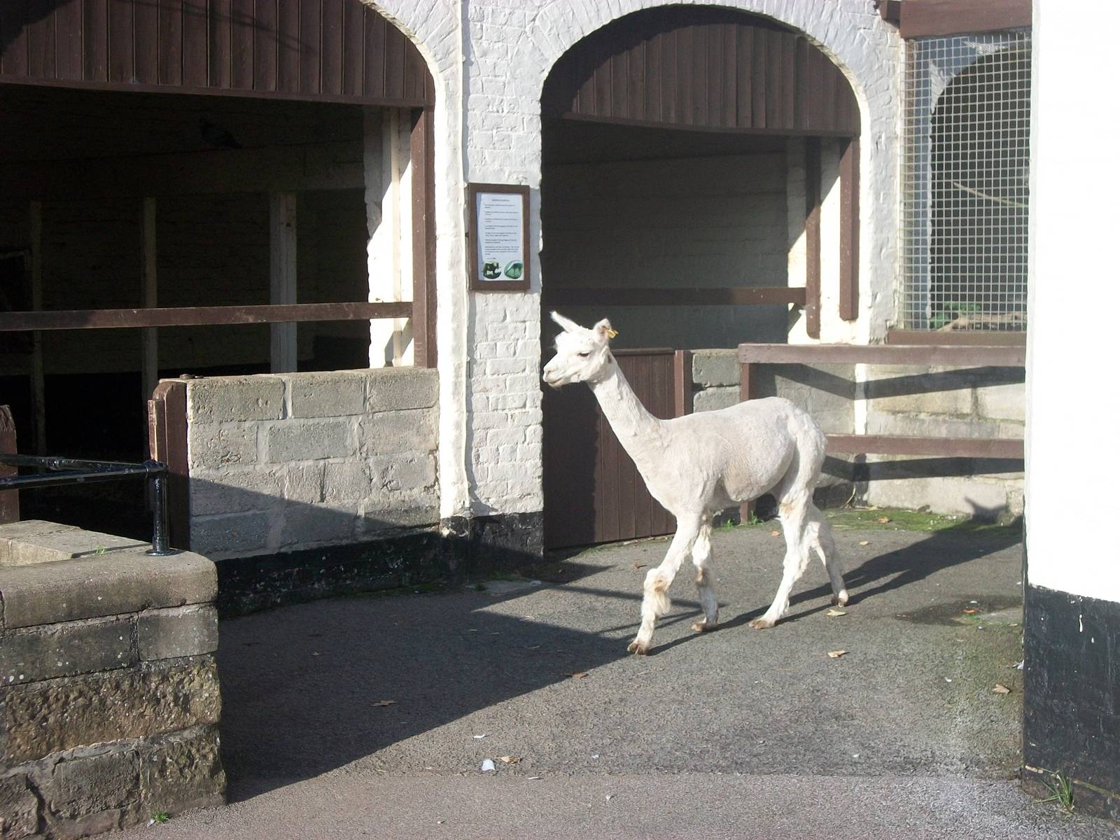 Sewerby Zoo, Alpaca bedtime 6th October 2012