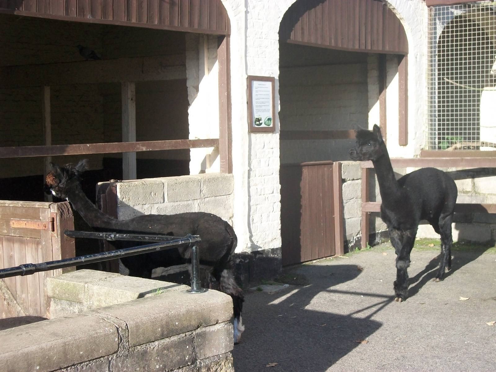 Sewerby Zoo, Alpaca bedtime 6th October 2012