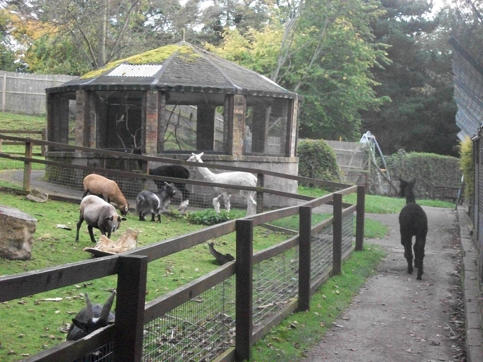 Sewerby Zoo, Alpacas heading for their stall 13th October 2012