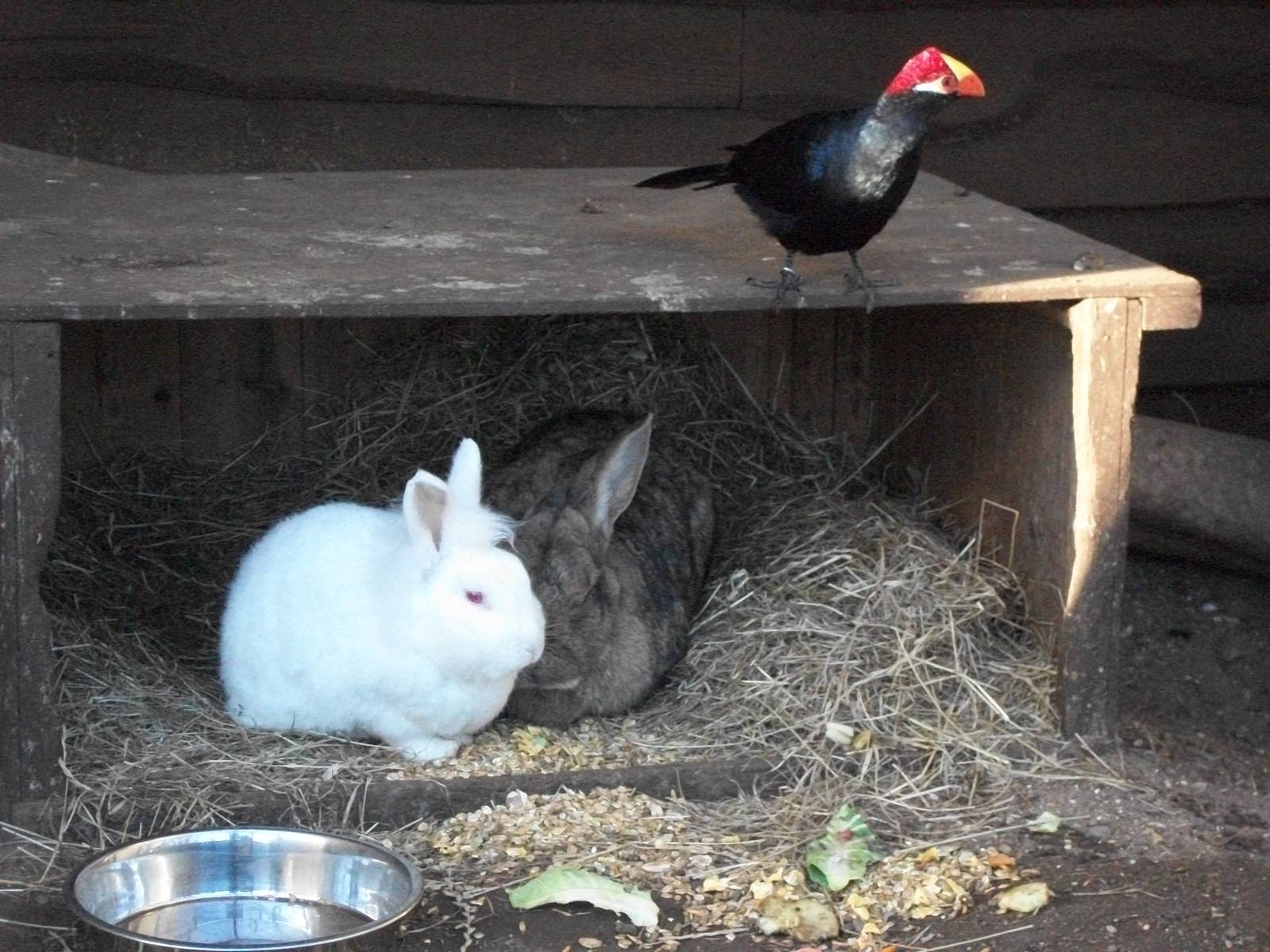 Sewerby Zoo, an echo of The Happiholme at Belle Vue 9th February 2013