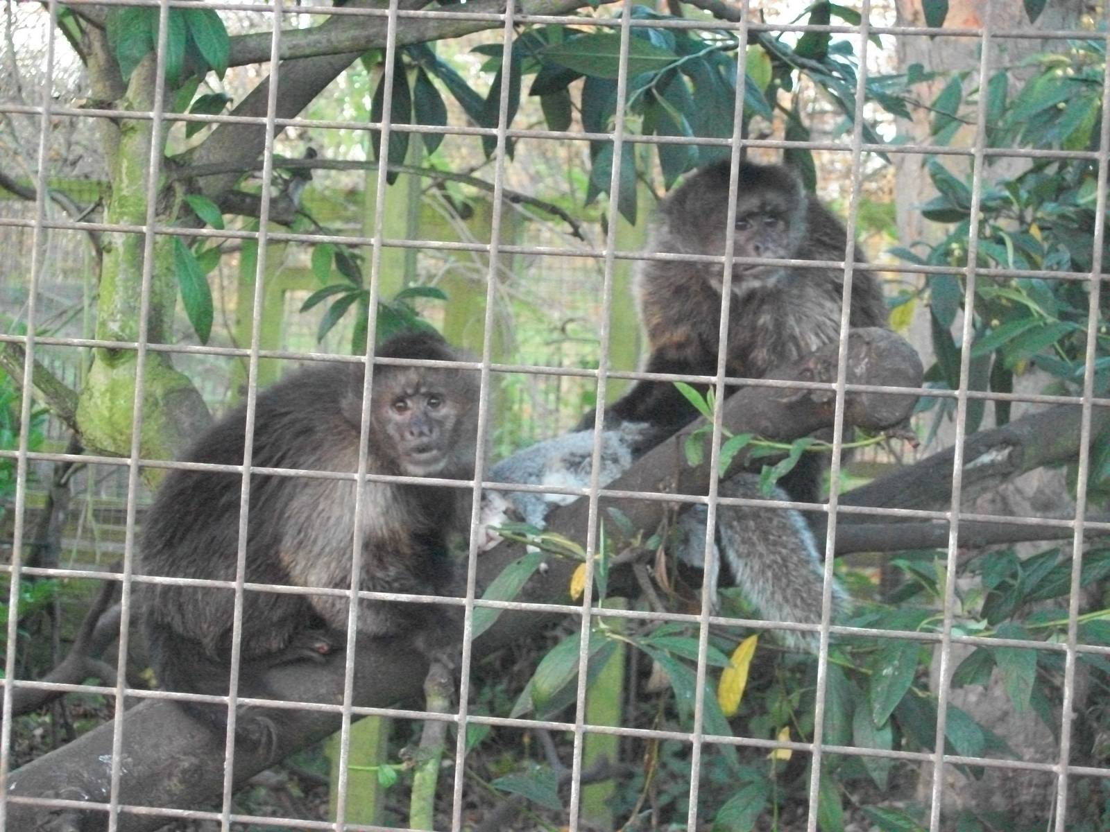 Sewerby Zoo, another Grey Squirrel bites the dust 23rd November 2012
