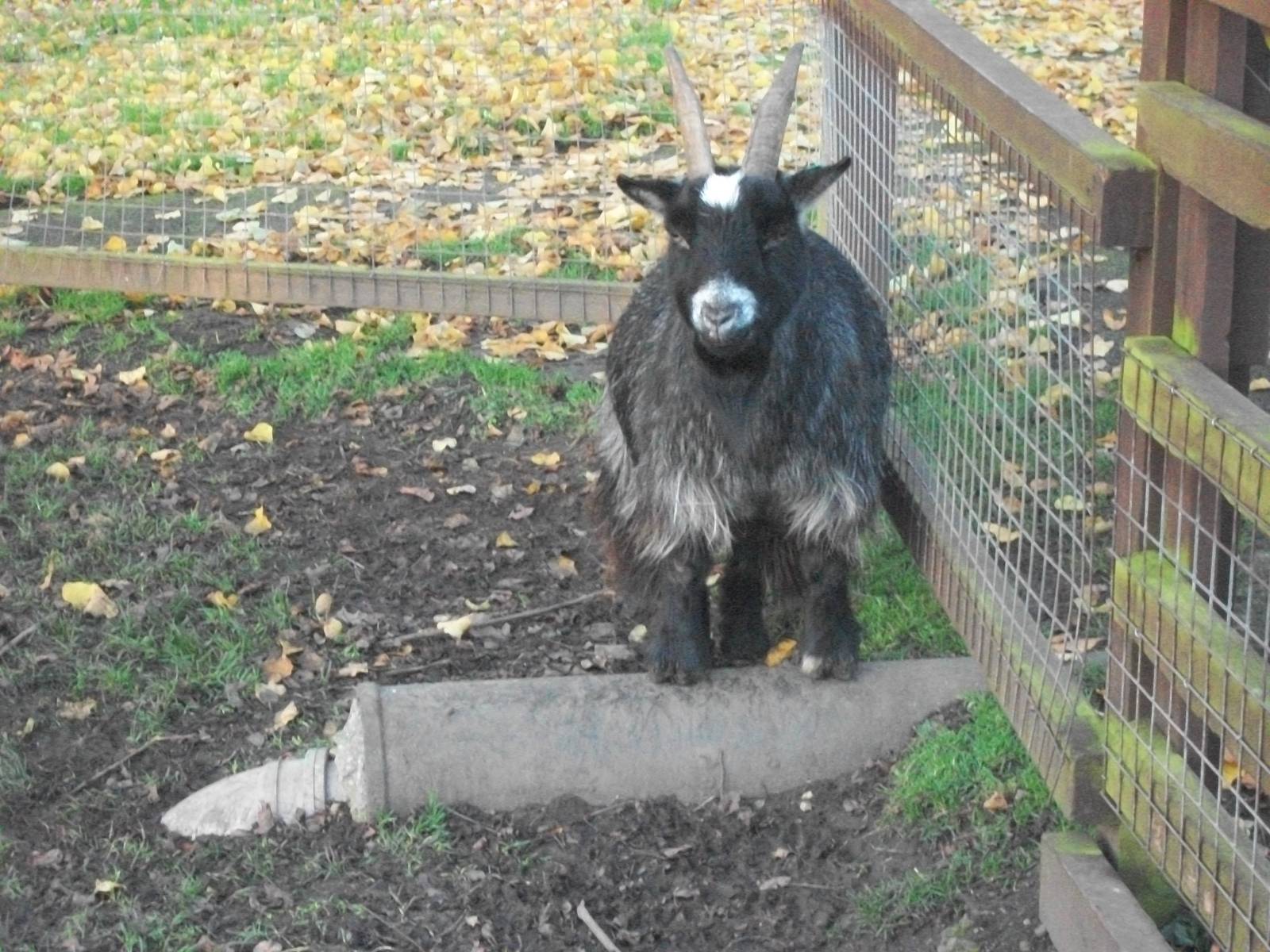 Sewerby Zoo, another tidy African Pygmy Goat 18th November 2012