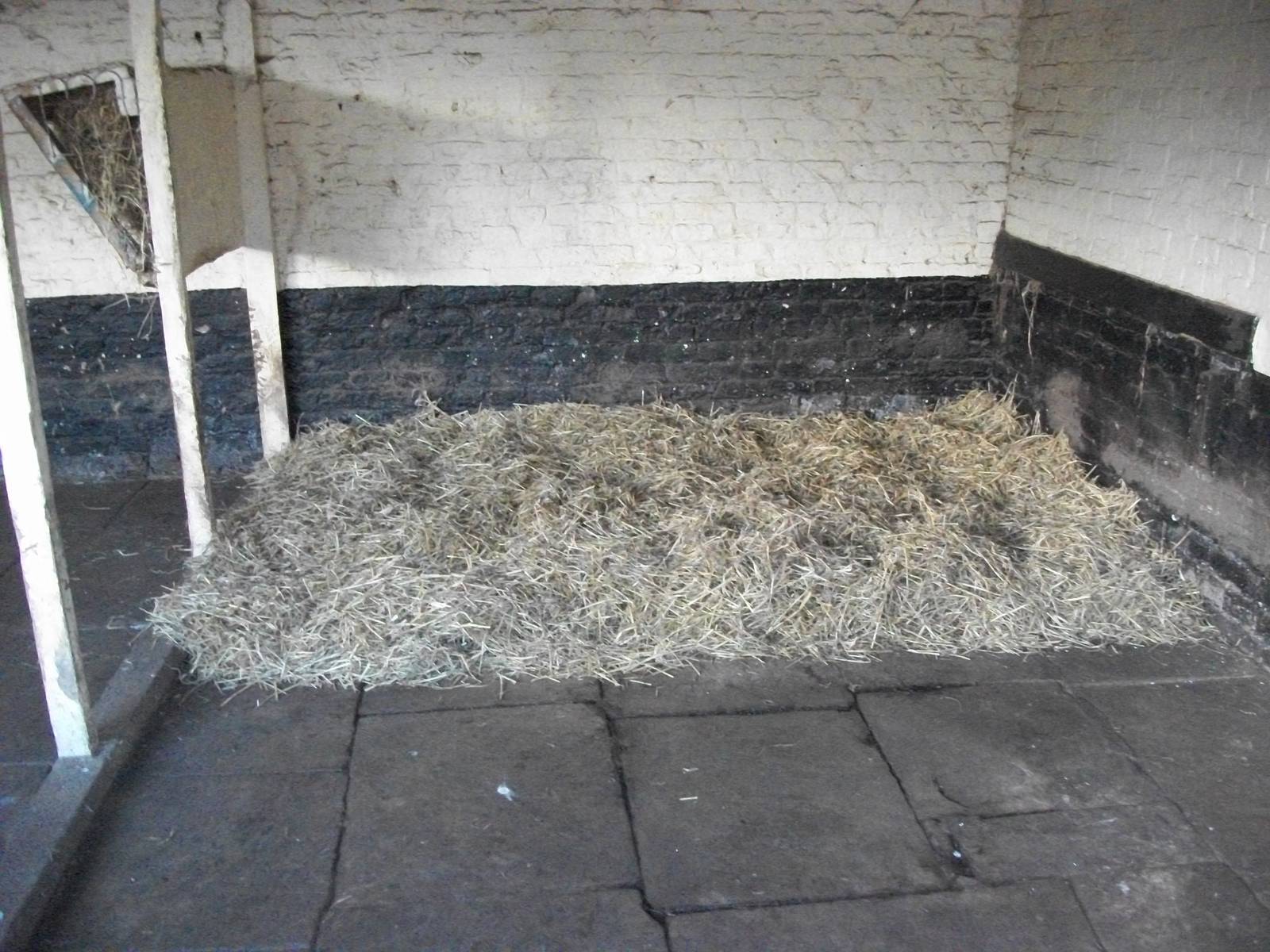 Sewerby Zoo, bed for Alpacas, 25th February 2012