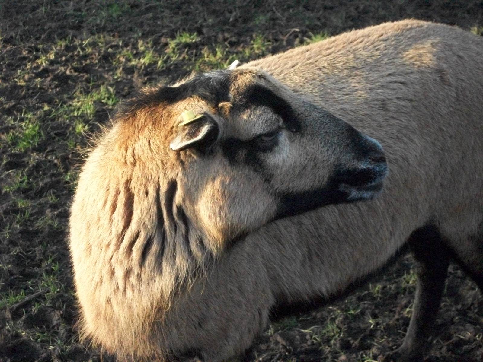 Sewerby Zoo, Bramble 16th February 2013