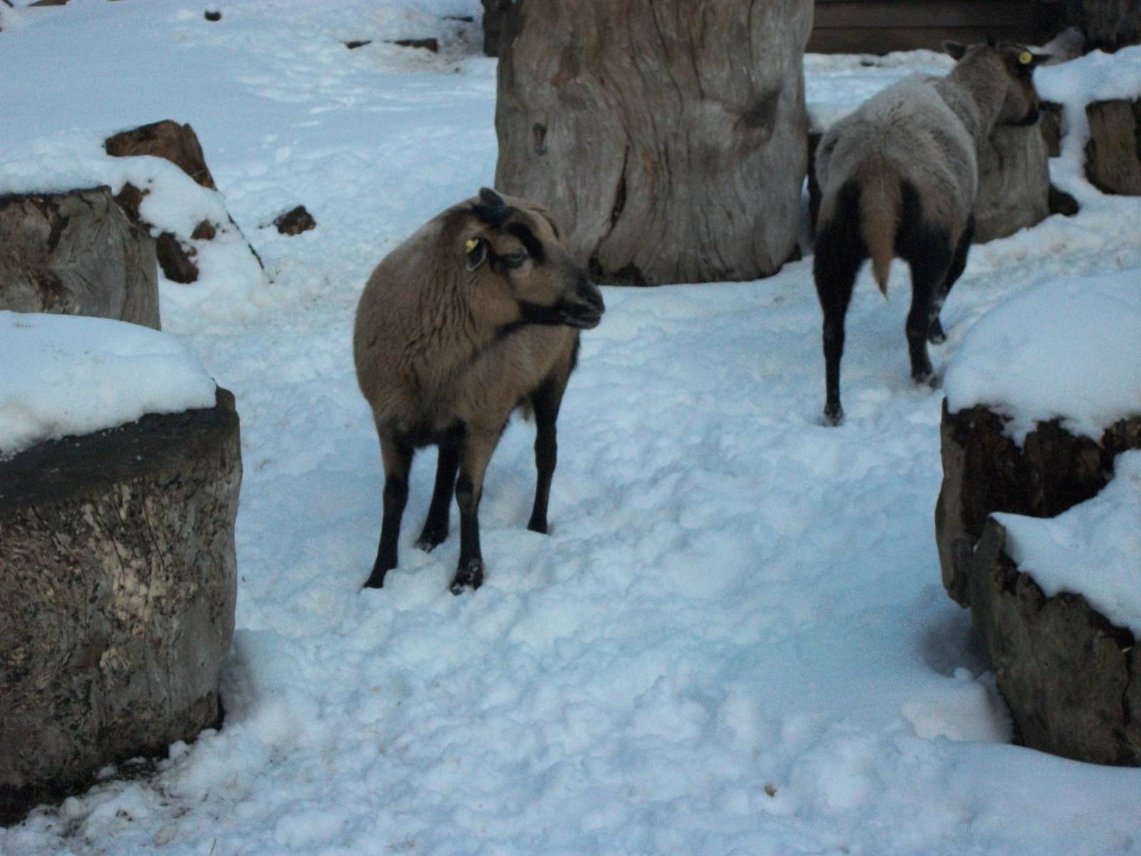 Sewerby Zoo, Cameroon Sheep, 5th February 2012