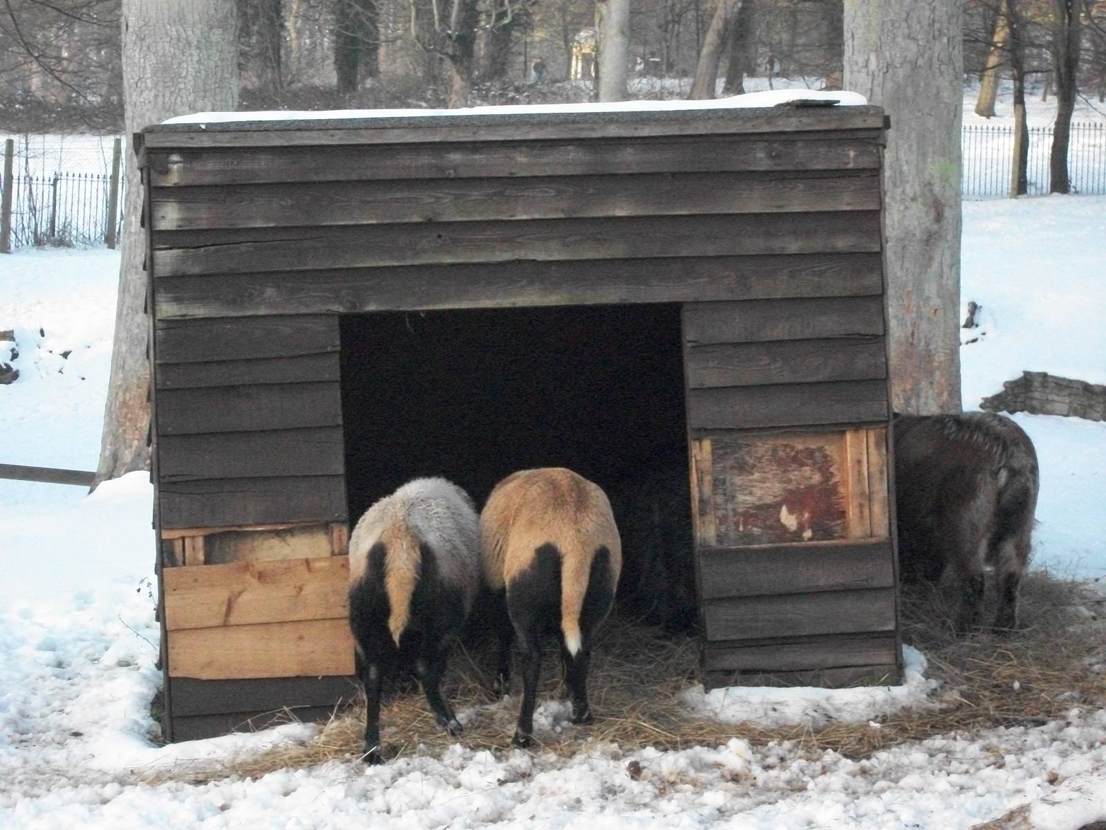 Sewerby Zoo, Cameroon Sheep and African Pygmy Goat, 5th February 2012