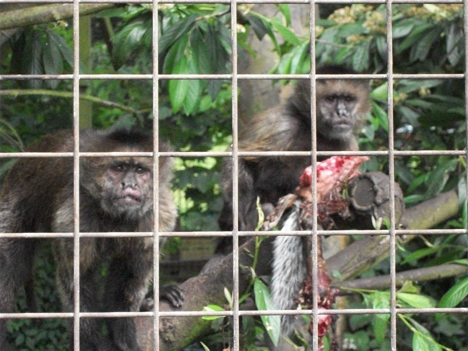 Sewerby Zoo, Capuchins having caught Grey Squirrel 27th July 2012